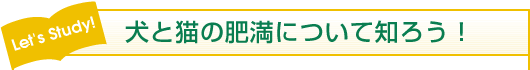 Let's Study! 犬と猫の肥満について知ろう!